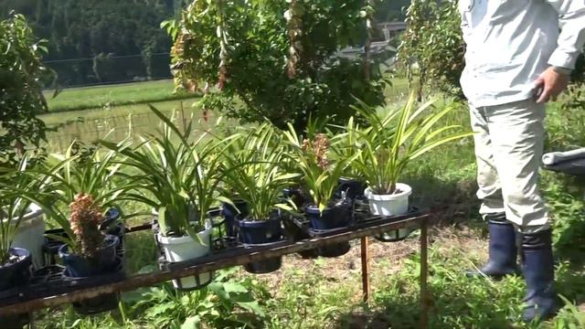 Swarm splitted in 3 bee balls, confused by flowers of Cymbidium floribundum смотреть онлайн