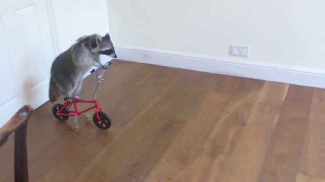 ТОП 5 Лучшие видео с енотами Смешной енот! TOP 5 Best video Funny raccoon online video cutter co смотреть онлайн