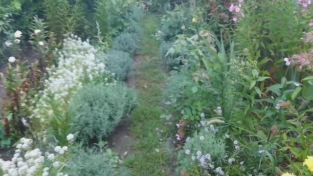 Давайте погуляем вместе в розовом саду. Flowering roses. Цветение роз: Баррок, Керио, Фольклор и др смотреть онлайн