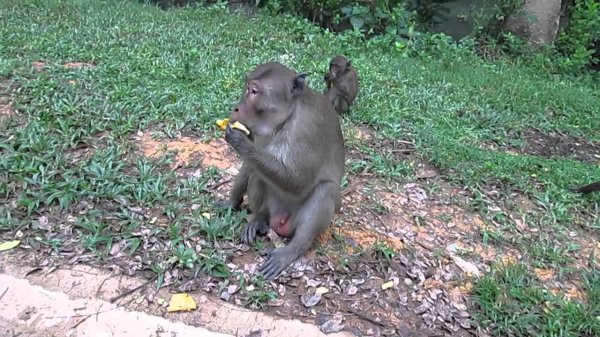 Животный секс