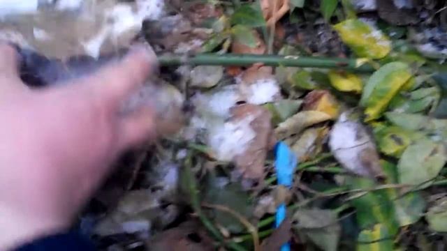 Розы зимой под укрытием проверенный и доступный способ. смотреть онлайн