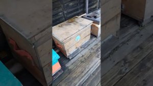 Пчеловодство в Германии, 2024