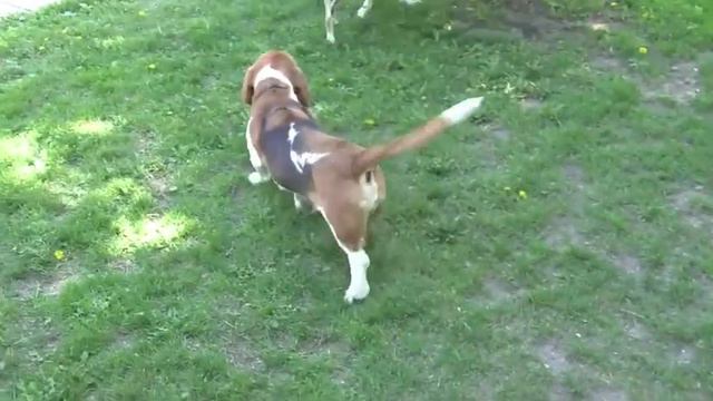 Barney - Purebred Basset Hound For Adoption смотреть онлайн