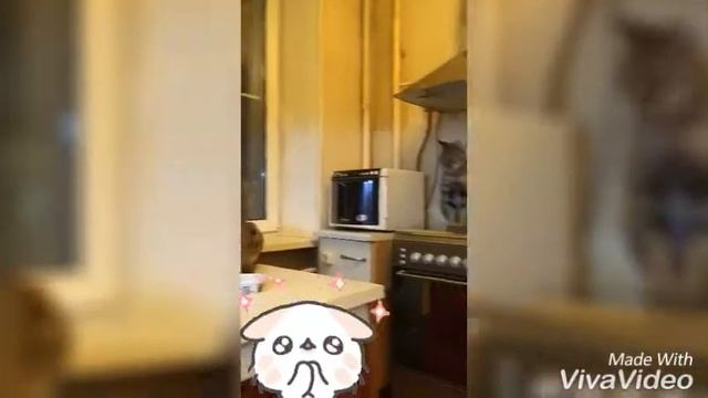 саванна F1, саванна F2 и саванна F5