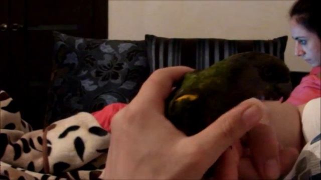 Сенегальский попугай_ИГРА.wmv смотреть онлайн