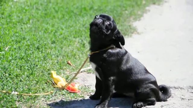 Поющий мопс смотреть онлайн