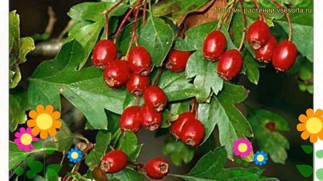Боярышник кроваво-красный. Краткий обзор, описание характеристик crataegus coccinea смотреть онлайн