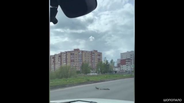 В Великом Новгороде водитель задавил семейство уток, переходивших дорогу.(НЕ ДЛЯ СЛАБОНЕРВНЫХ, 18+) смотреть онлайн