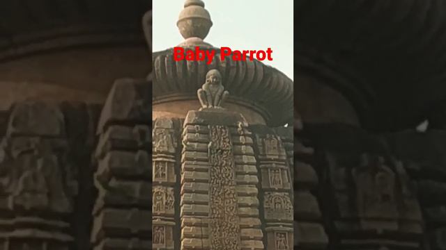 BABY PARROT IN NEST. #viralvideo #shortviral #ytviral #ytshort #shortsvideo #viralyoutubevideo #bir