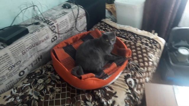 Как избавиться от Мышей за 3 Миллисекунды!Средство УРАГАН! смотреть онлайн