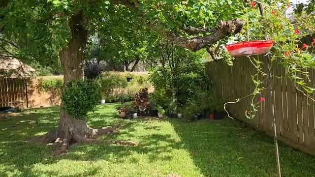 Cardinal Climber vine in the backyard to attract hummingbirds and butterflies смотреть онлайн