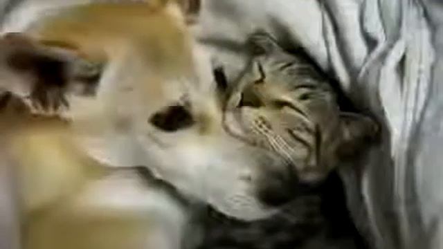 Собака и кошка мирно спят вместе смотреть онлайн