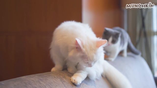 Kitten Coco Fights With Best Friend Boomba смотреть онлайн