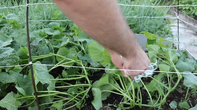 Как и зачем формировать огурцы в открытом грунте? смотреть онлайн