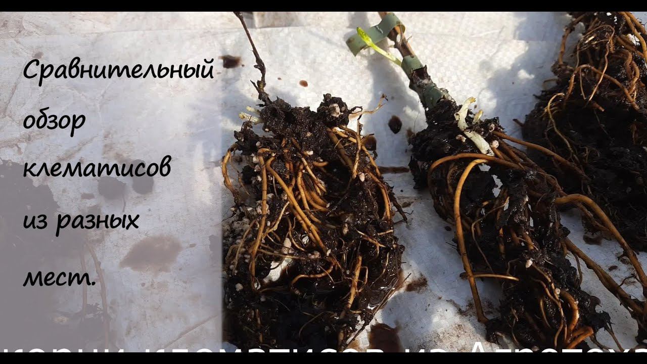 Корневая система клематисов из "Агротеха" и от Русиновых.