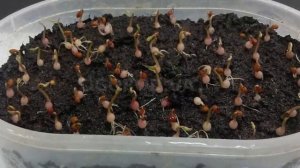 Как размножается цикламен. Основные способы размножения.