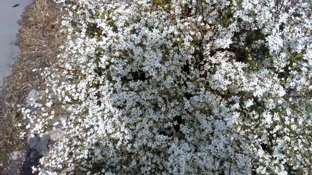 А в Адлере дыхание весны на море, в речке и кругом цветы, цветы. смотреть онлайн
