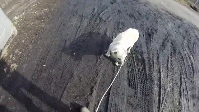 Поймал бездомного пса!У собаки есть жилье! смотреть онлайн