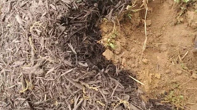 Spring & Summer Flowerbed