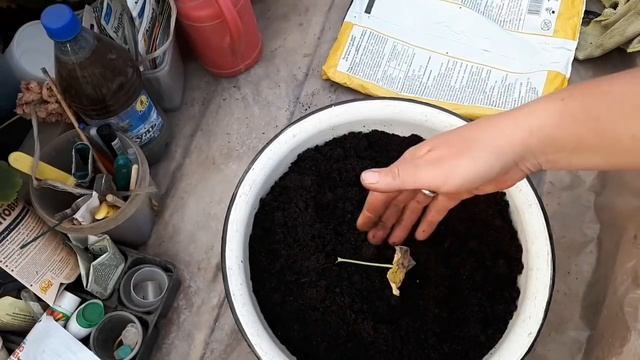 "Белый мох" и "пушок" на поверхности грунта в цветочках! смотреть онлайн