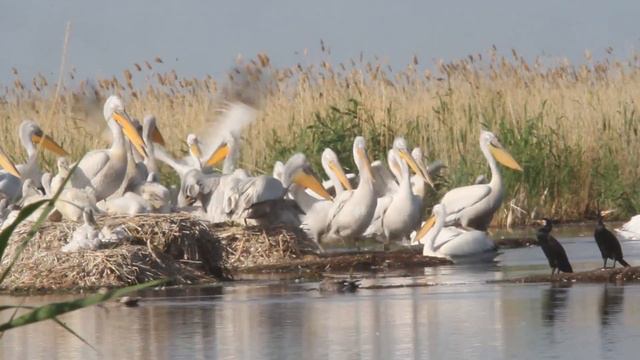 Пеликаны России. Часть 2 смотреть онлайн