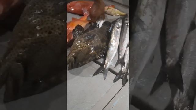 Улов с ночной рыбалки в индийском океане./ night fishing 🎣 in the ocean Maldives Maafushi смотреть онлайн