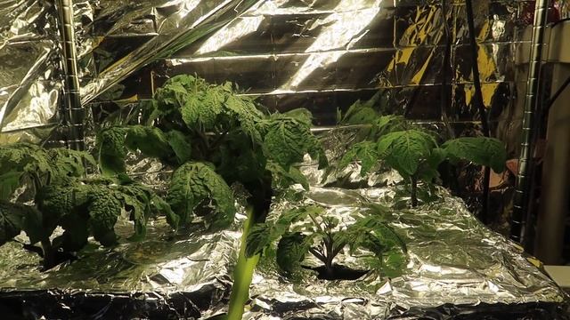 How to Grow Hydroponic Tiny Tim Tomatoes from Seed to Harvest: Kratky vs. DWC смотреть онлайн