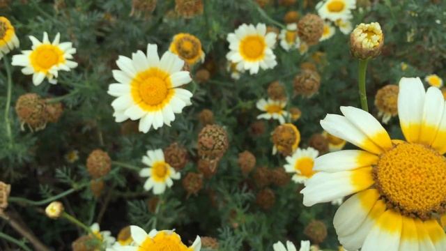 Argyranthemum Daisy Lemon Drops (Marguerite Daisy) #daisy #argyranthemum #marguerite #gardening смотреть онлайн