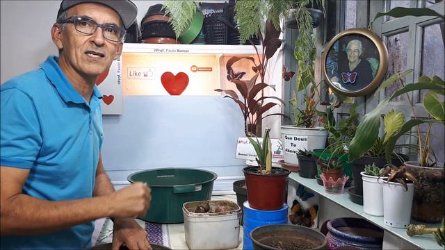 #Amarílis, como plantar os bulbos? #PauloBonsai😉😍 смотреть онлайн
