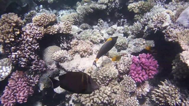 Naso Lituratus.Naso Elegans. Изящная рыба-носорог. Elegant Unicornfish.. DSCF7424