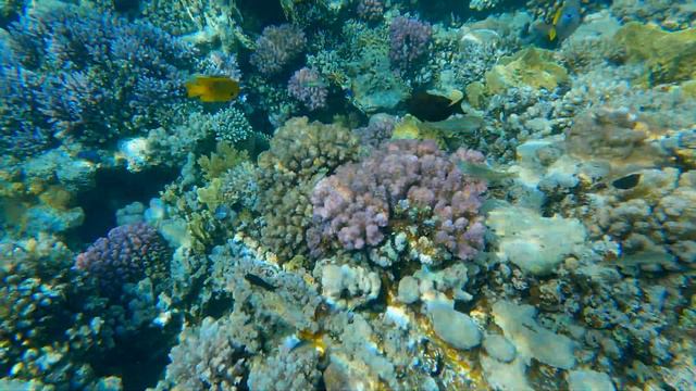 Fish & Coral Makadi Bay Snorkelling Hurghada 2023 Pt1 смотреть онлайн