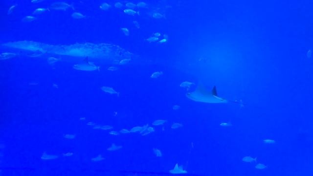 И заключительное видео про скатов и иже с ними смотреть онлайн