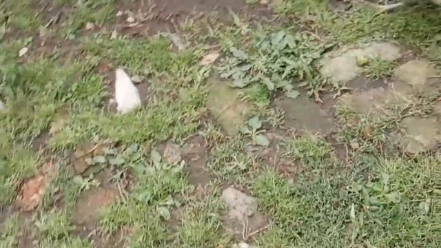 СТЕНЫ И ПОТОЛОК УЖЕ ОББИТЫ.СКОЛЬКО СЛИВОК В БАНКЕ МОЛОКА. смотреть онлайн