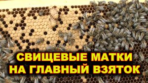 Свищевые матки на главный взяток.
