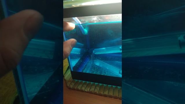 Разведение скалярий в домашних условиях #6 смотреть онлайн