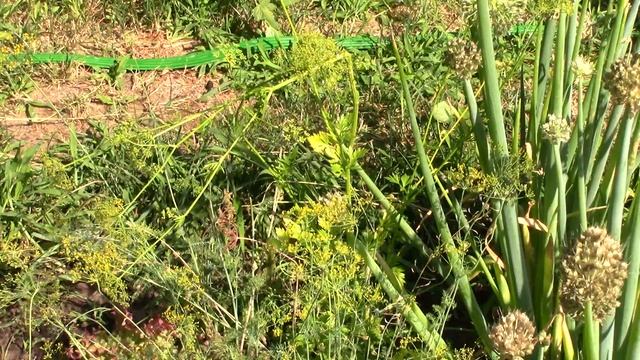 Что можно посадить в июле смотреть онлайн