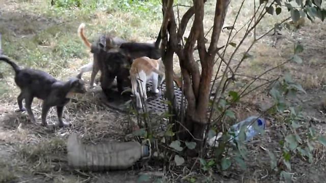 Добрая женщина кормит кошек / Kind Lady Feeding Cats смотреть онлайн