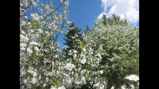И вновь весна ( дуэт) ст музыка и исп Владимир Полуничев исп фото и видео Татьяна Талызина смотреть онлайн