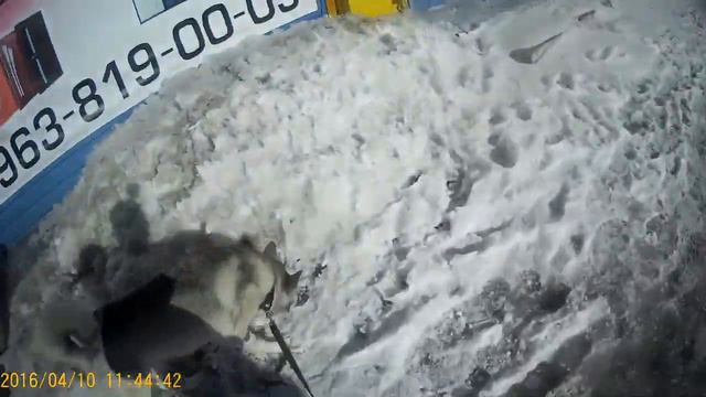 Видео в честь 40 ПОДПИСЧИКОВ!!!! Прогулка с собакой! смотреть онлайн