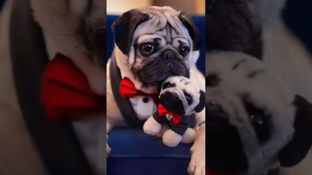 спорим я угадаю все про тебя? #рек # #рекомендации #животные #собака #мопсы смотреть онлайн