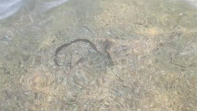 Змея поймала рыбку в море смотреть онлайн