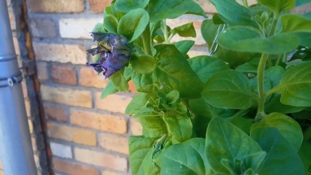 ПЕТУНИЯ МАХРОВАЯ ЦВЕТЕТ В МАЕ // ВИШНЯ ВСЯ В ЦВЕТУ!!!! смотреть онлайн