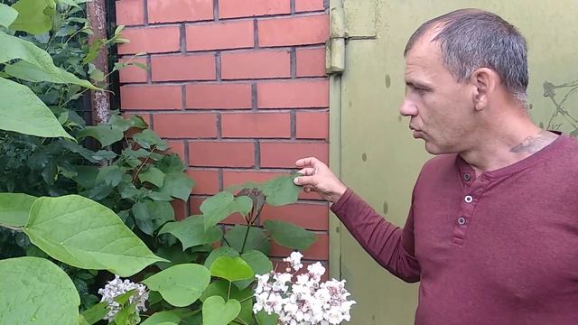 Катальпа Прекрасная ( Catalpa speciosa ) Южный Урал смотреть онлайн