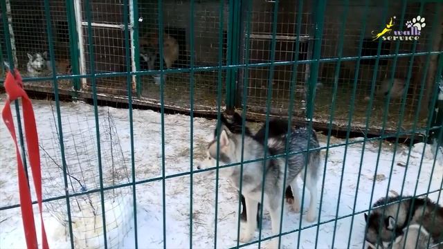 Ненецкая оленегонная лайка воспитывает сибирских хаски смотреть онлайн