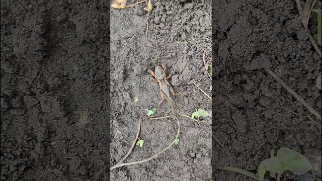 Медведка! Гроза огородников. Портит и уничтожает урожай. Настоящий монстр среди насекомых. смотреть онлайн