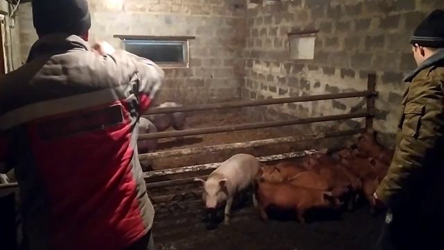 Вес наших Дюрков ,Поросятам Почти 2 месяца смотреть онлайн