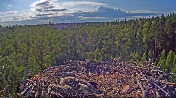 Kalakotkas::Pandion haliaetus - Goshawk's second attack 2020-07-02