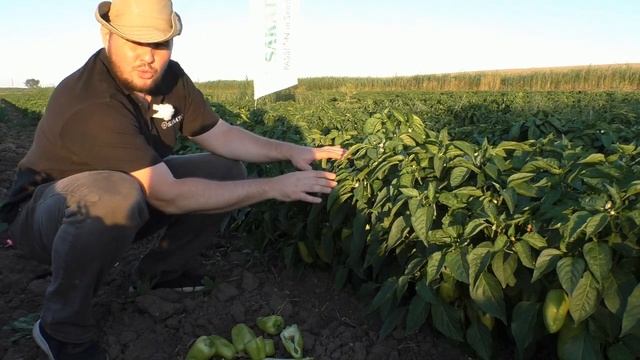 Перец БЭСТ - большой урожай плодов, плодоношение до морозов, отсутствие вершинной гнили #семенаперц смотреть онлайн