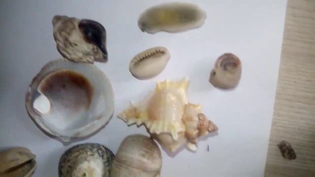 Мои ракушки с моря|колекцыя ракушак #хомки смотреть онлайн