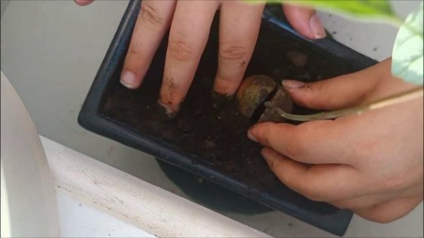 БОНСАЙ ИЗ АВОКАДО, как правильно пересадить и сформировать